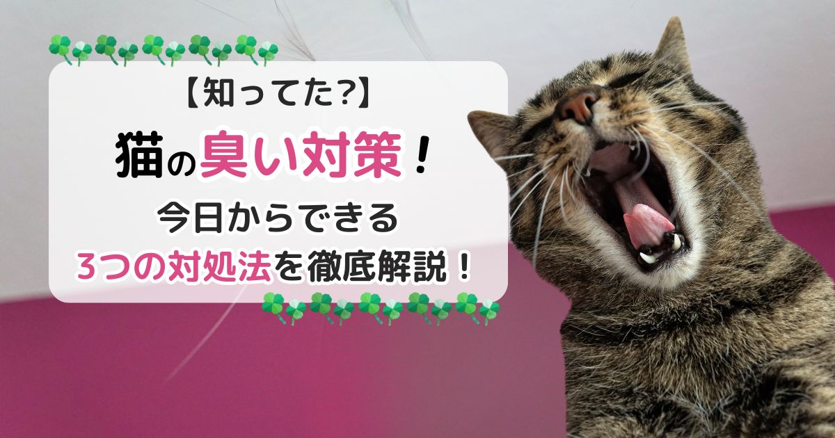 【知ってた？】猫の臭い対策！今日からできる3つの対処法を徹底解説！