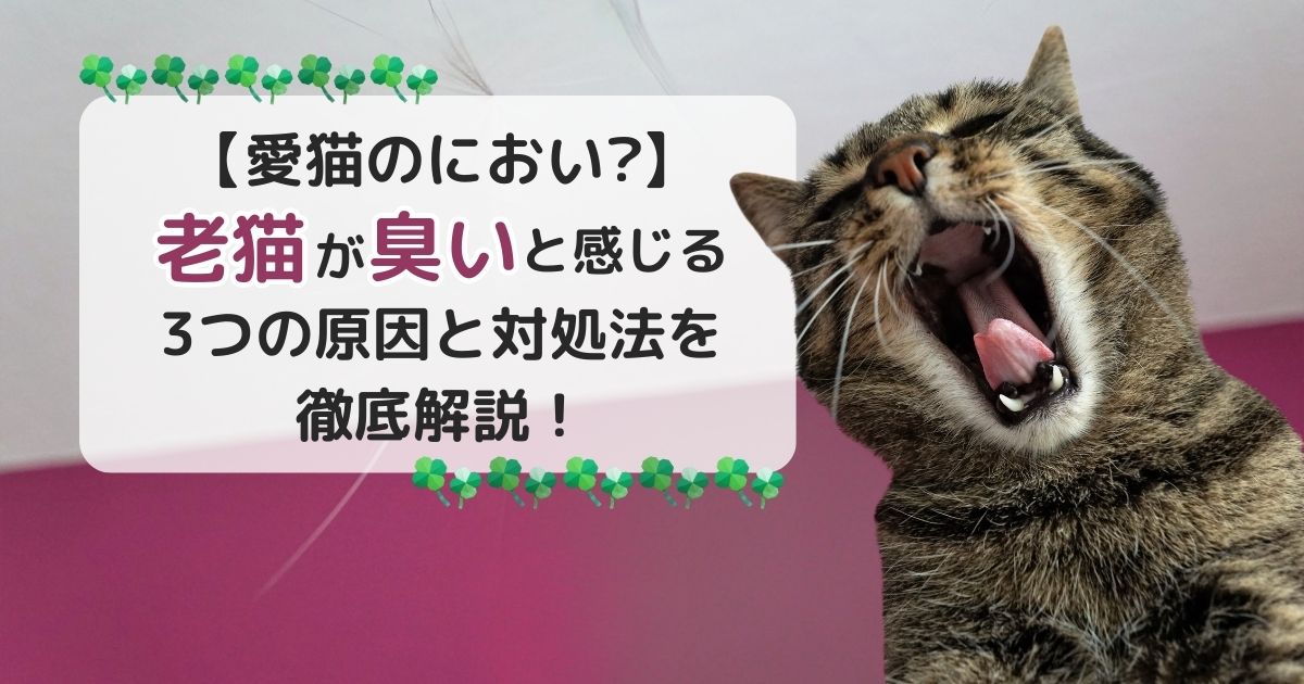 【愛猫のにおい？】老猫が臭いと感じる3つの原因と対処法を徹底解説！