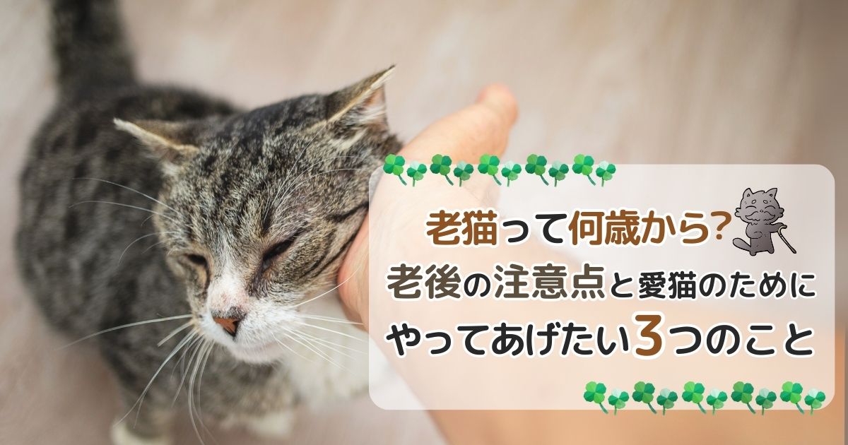 老猫って何歳から？老後の注意点と愛猫のためにやってあげたい3つのこと